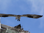 Osprey arriving home