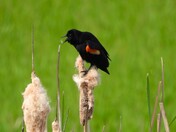 Red-Winged Blackbird