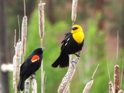 Red-Winged and Yellow-Headed Blackbirds