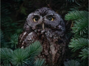 Eastern screech owl 