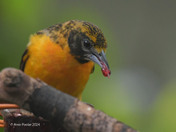 Backyard Baltimore Orioles