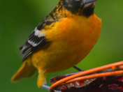 Backyard Baltimore Orioles