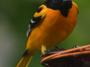 Backyard Baltimore Orioles