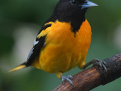 Backyard Baltimore Orioles