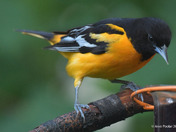 Backyard Baltimore Orioles