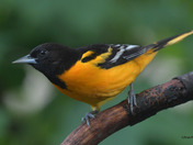 Backyard Baltimore Orioles