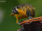 Backyard Baltimore Orioles