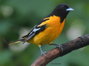 Backyard Baltimore Orioles