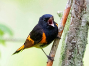 American Redstart