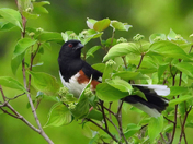 Eastern Towhee
