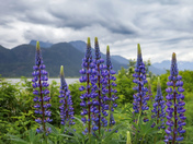 Lupines by the lake 