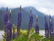 Lupines by the lake 