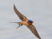 Barn swallow 