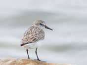 Semipalmated sandpiper 