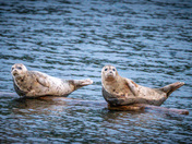 Seals in Anyox BC - May 2024