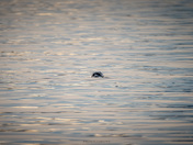 Seals in Anyox BC - May 2024