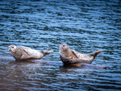 Seals in Anyox BC - May 2024