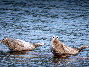 Seals in Anyox BC - May 2024
