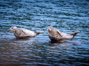 Seals in Anyox BC - May 2024