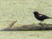 Male redwinged blackbird