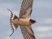 Barn swallow 2 