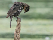 Female redwinged blackbird
