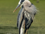 Great blue heron