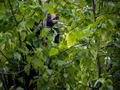 BLACK BEAR FEASTING IN A TREE - KITSAULT, BC MAY 2024
