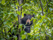 BLACK BEAR FEASTING IN A TREE - KITSAULT, BC MAY 2024