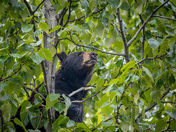 BLACK BEAR FEASTING IN A TREE - KITSAULT, BC MAY 2024