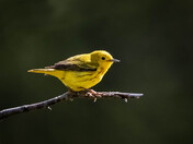Yellow Warbler