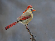 Female northern cardinal