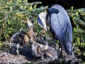 Blue Heron and chicks