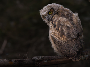 Great Horned Owl Fledgling