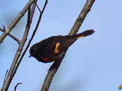 Redstart