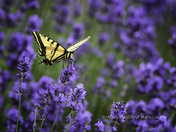 Western Tiger-Swallowtail