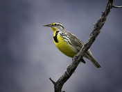 Western Meadowlark