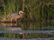 Great Blue Heron