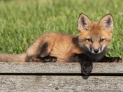 Redfox kit hanging around