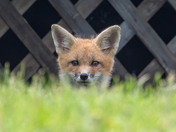 Peeking Fox kit