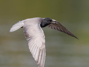 Black terns