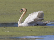 Mute swan