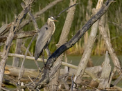 Great blue heron