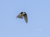 Tree swallow in flight