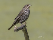 Female redwinged blackbird