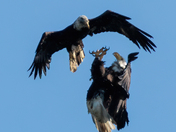 Eagle Dog Fight