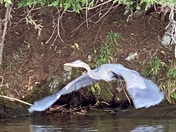 Blue Heron in flight
