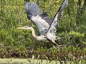 Blue Heron in flight