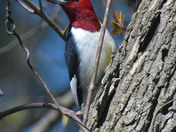 Red Headed Woodpecker