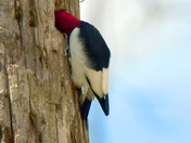 Red Headed Woodpecker